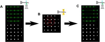 Inactivation of Fluorescent Lipid Bilayers by Irradiation With 300 keV Electrons Using Liquid Cell Transmission Electron Microscopy